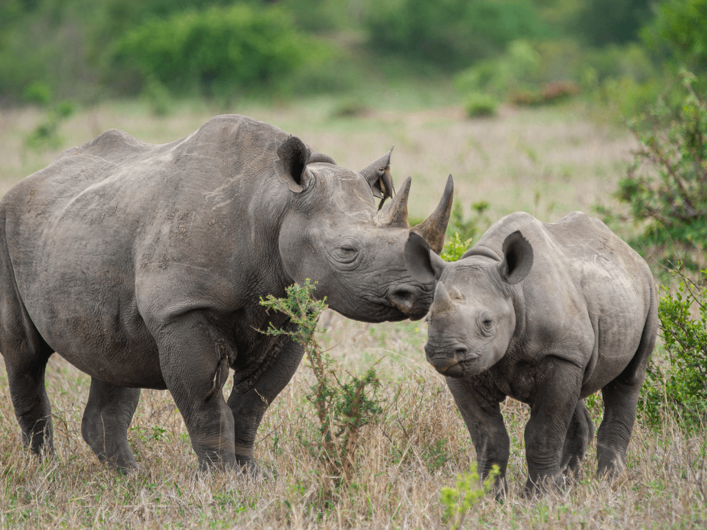 Parent Rhino and Calf in their natural habitat, representing rhino tracking on foot