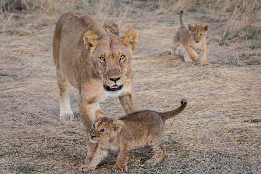 Mara Lions by Kellie Netherwood, Maasai Mara for big cats
