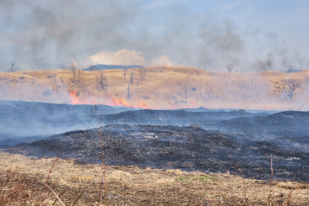 Fire preceding migration